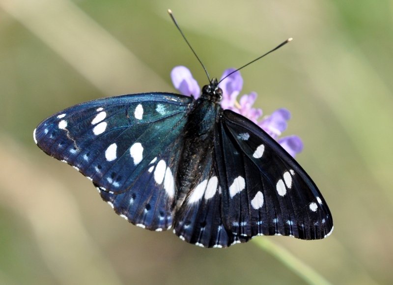 Limenitis reducta